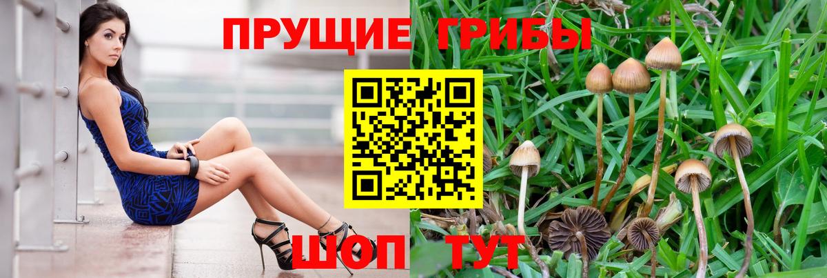 Псилоцибиновые грибы MAGIC MUSHROOMS  Вход с VPN  Псилоцибиновые грибы ЛСД  Тихорецк 